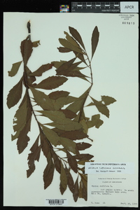 Myrica cerifera image