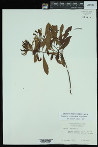 Myrica cerifera image