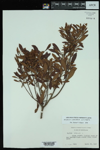 Myrica cerifera image