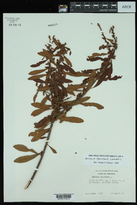 Myrica cerifera image