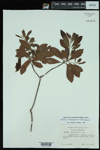 Myrica heterophylla image