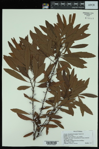 Myrica cerifera image