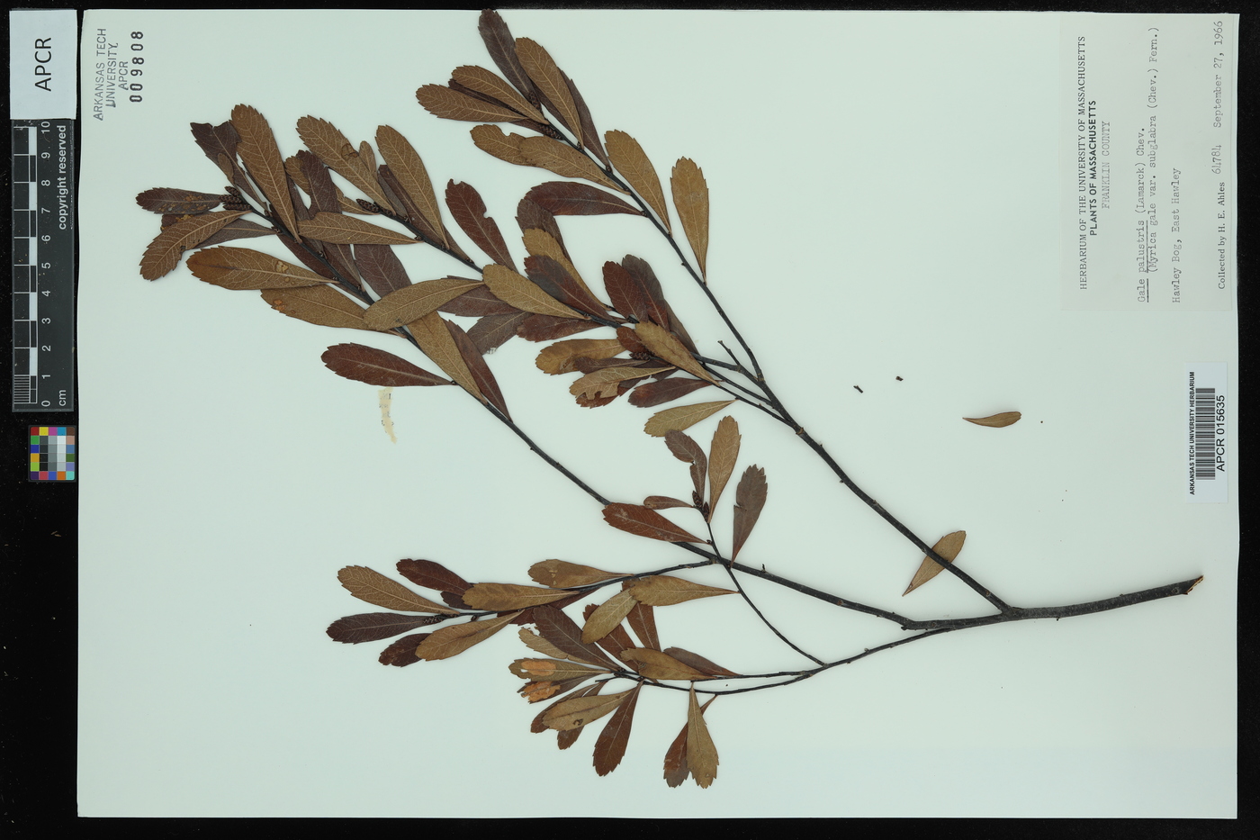 Gale palustris image