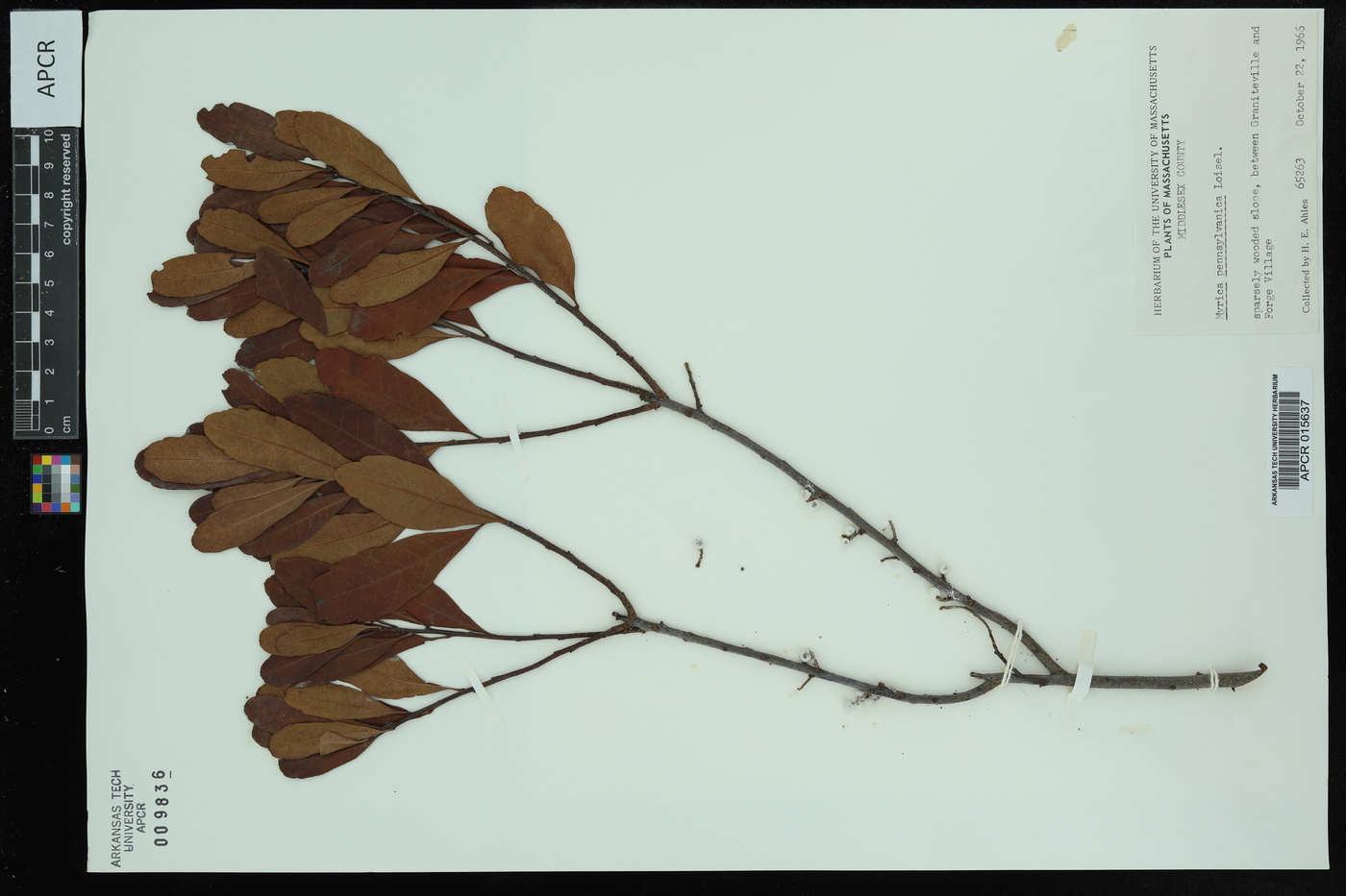 Myrica caroliniensis image