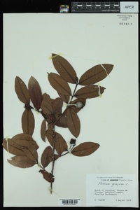 Psidium guajava image