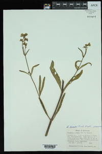 Mirabilis hirsuta image