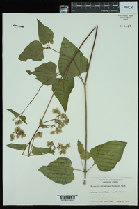 Mirabilis nyctaginea image