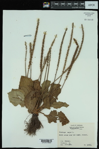 Plantago major image