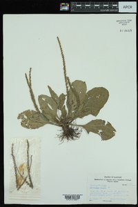 Plantago major image