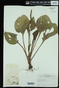 Plantago major image