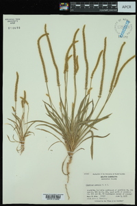 Plantago patagonica image