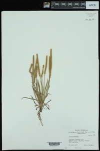 Plantago patagonica image