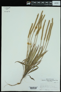 Plantago patagonica image