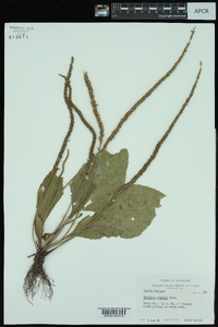 Plantago rugelii image