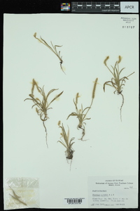 Plantago patagonica image