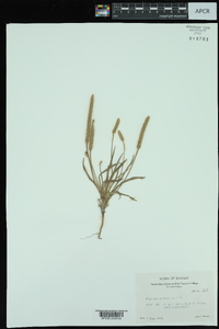 Plantago patagonica image