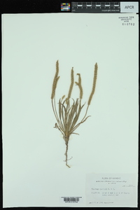 Plantago patagonica image