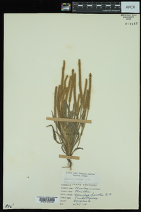 Plantago patagonica image