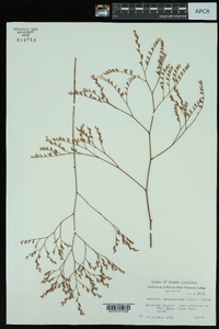 Limonium carolinianum image