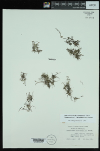 Podostemum ceratophyllum image