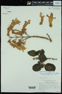 Paulownia tomentosa image