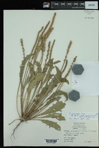 Plantago rhodosperma image