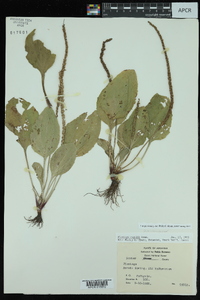 Plantago rugelii image