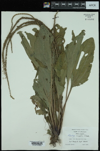 Plantago rugelii image