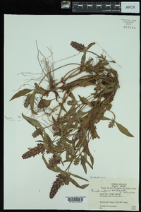 Prunella vulgaris subsp. lanceolata image