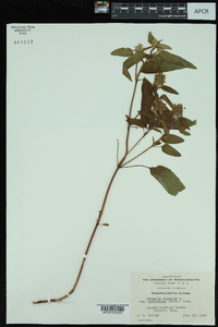 Prunella vulgaris subsp. lanceolata image