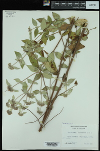 Pycnanthemum albescens image