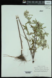 Pycnanthemum albescens image