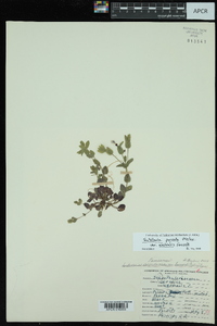 Scutellaria parvula var. australis image