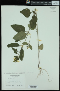 Scutellaria elliptica image