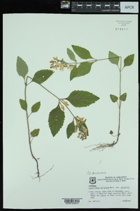 Scutellaria elliptica var. elliptica image