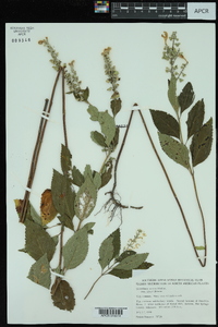 Scutellaria incana image