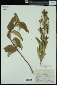 Scutellaria incana image