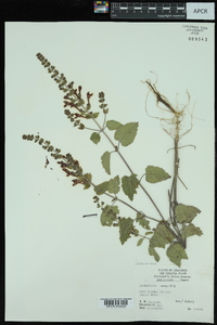 Scutellaria ovata image