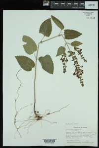 Scutellaria ovata image