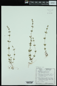 Scutellaria parvula var. australis image