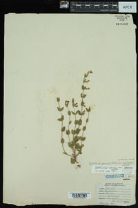 Scutellaria parvula image