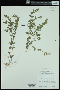 Scutellaria parvula var. parvula image