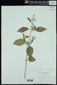 Scutellaria elliptica image