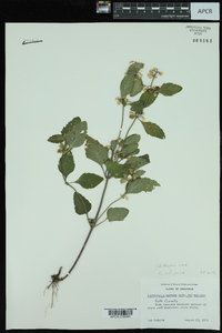 Scutellaria elliptica image