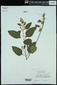 Scutellaria elliptica image