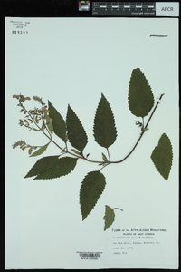 Scutellaria incana image