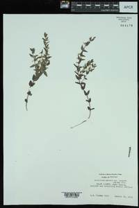 Scutellaria parvula var. leonardi image