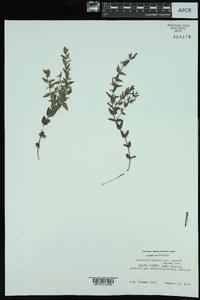 Scutellaria parvula image