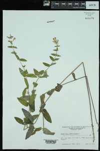 Scutellaria galericulata image