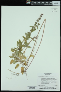 Stachys floridana image